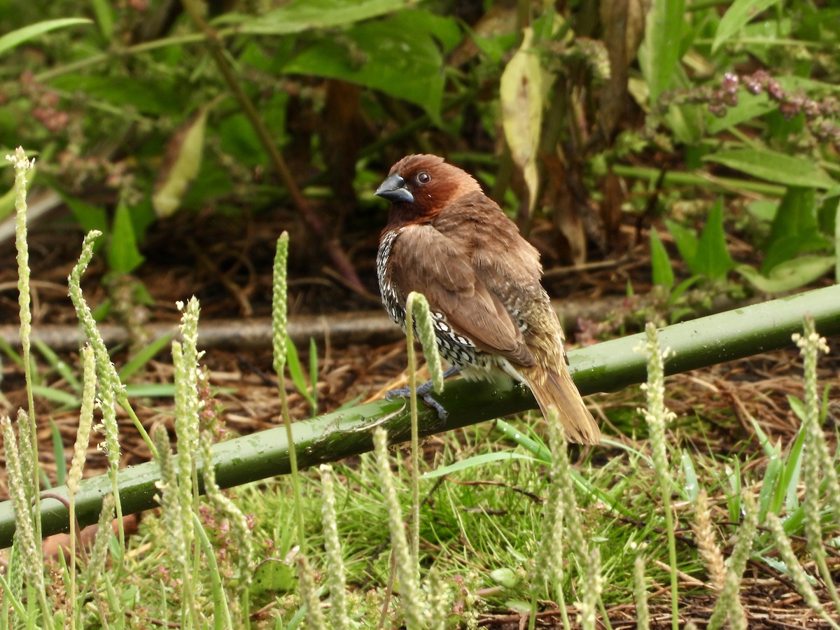 Scaly-breasted Munia - ML642832095