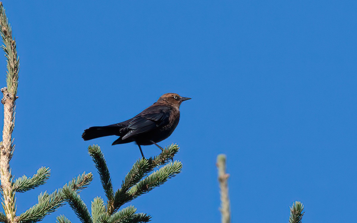 Rusty Blackbird - ML642832096