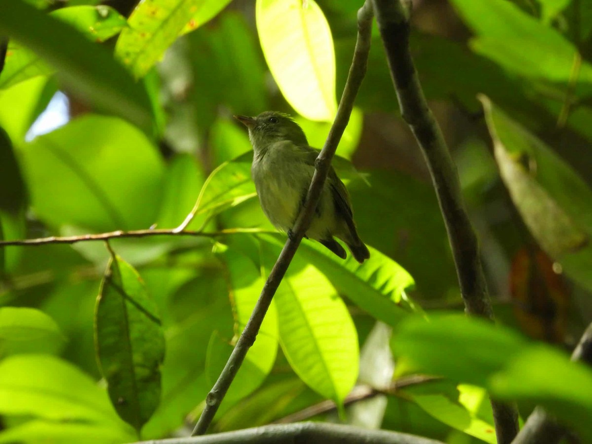 Dwarf Tyrant-Manakin - ML642832099