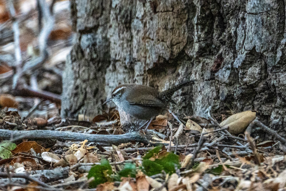 Bewick's Wren - ML642832100