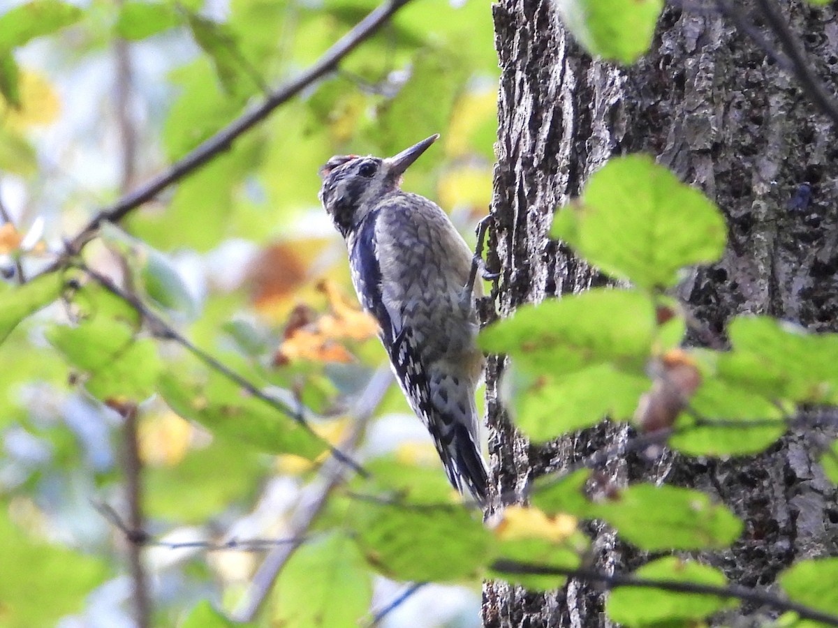Yellow-bellied Sapsucker - ML642832102