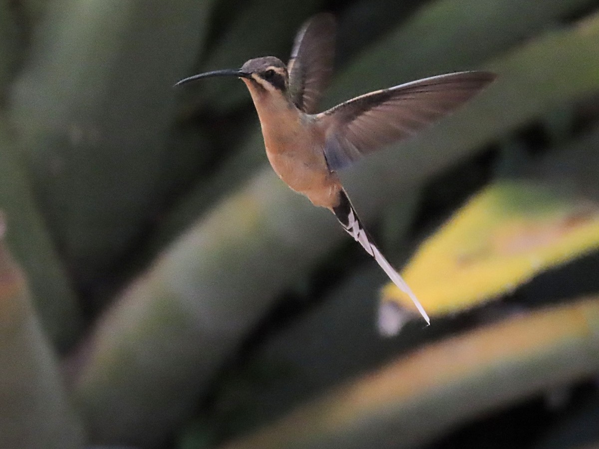 Planalto Hermit - ML642832107