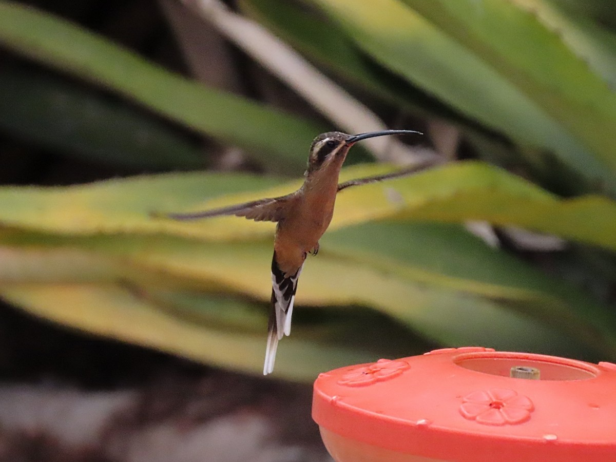 Planalto Hermit - ML642832108