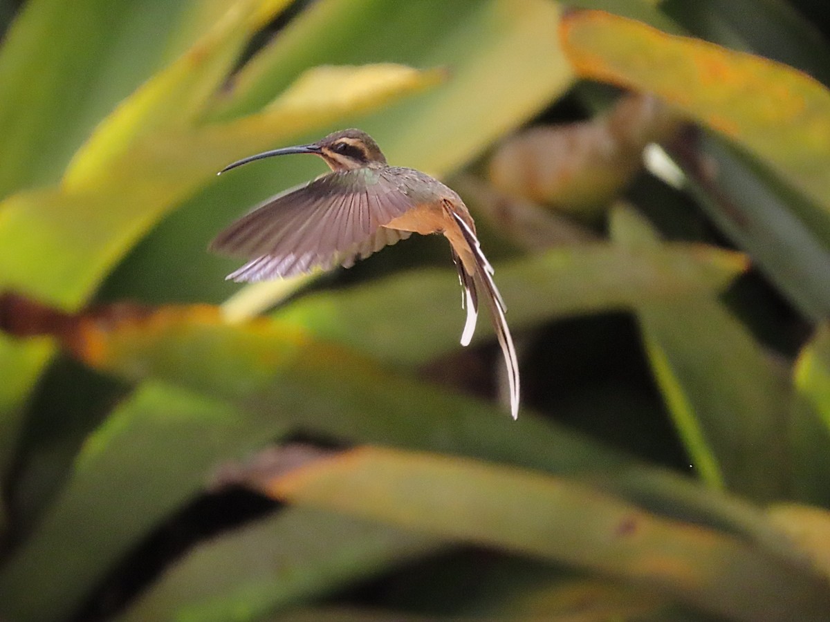 Planalto Hermit - ML642832109