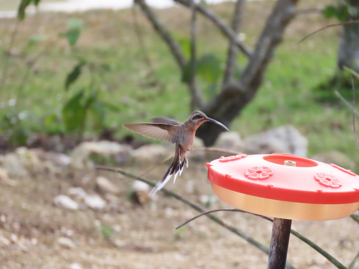 Planalto Hermit - ML642832110