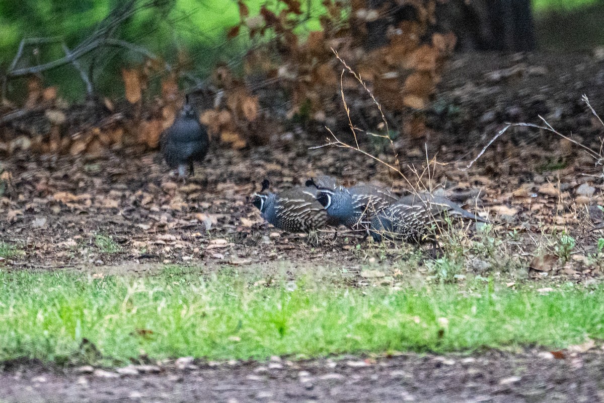 Galeper kaliforniarra - ML642832111