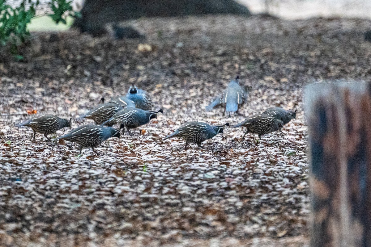 Galeper kaliforniarra - ML642832112