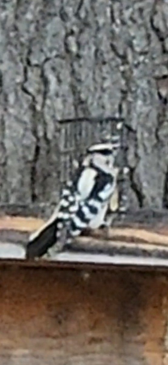 Downy Woodpecker - ML642832113