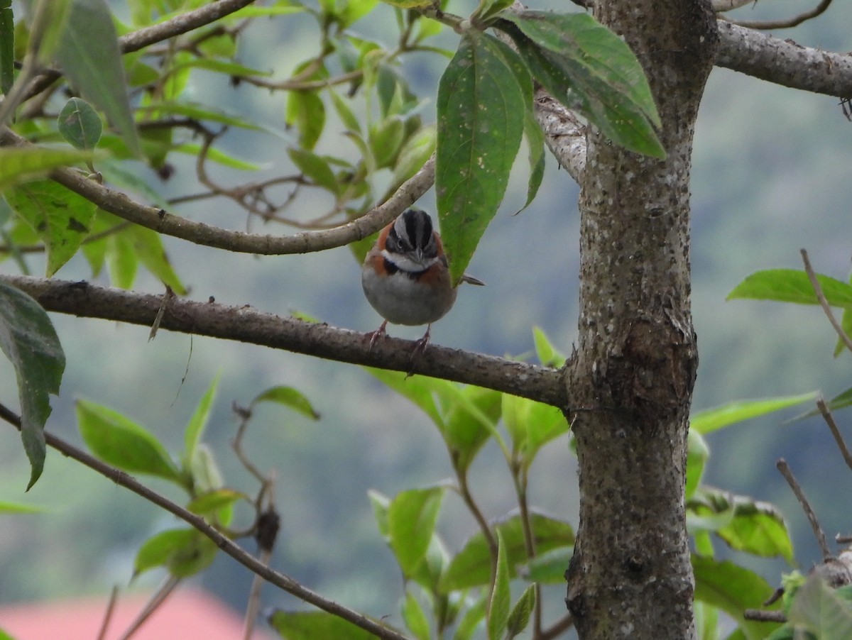 Rufous-collared Sparrow - ML642832115