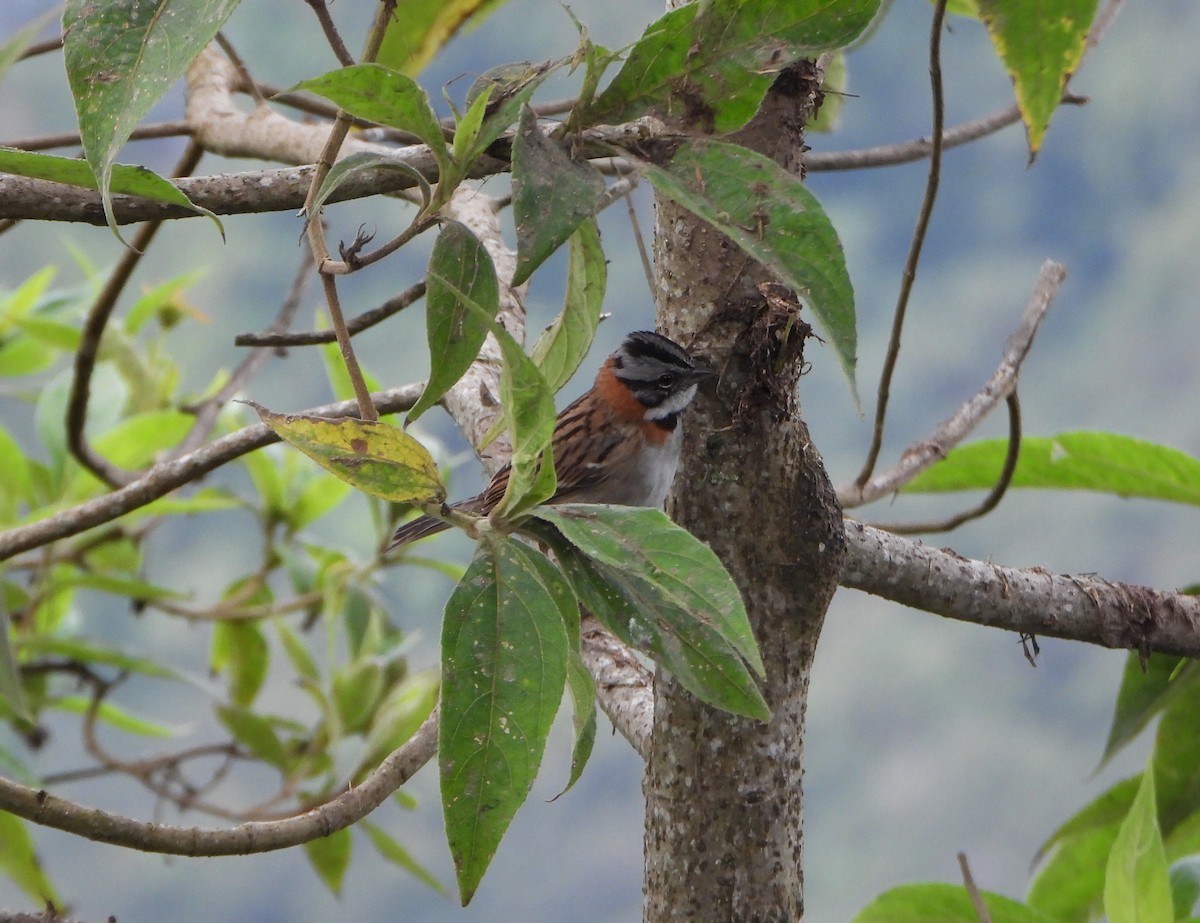Rufous-collared Sparrow - ML642832116
