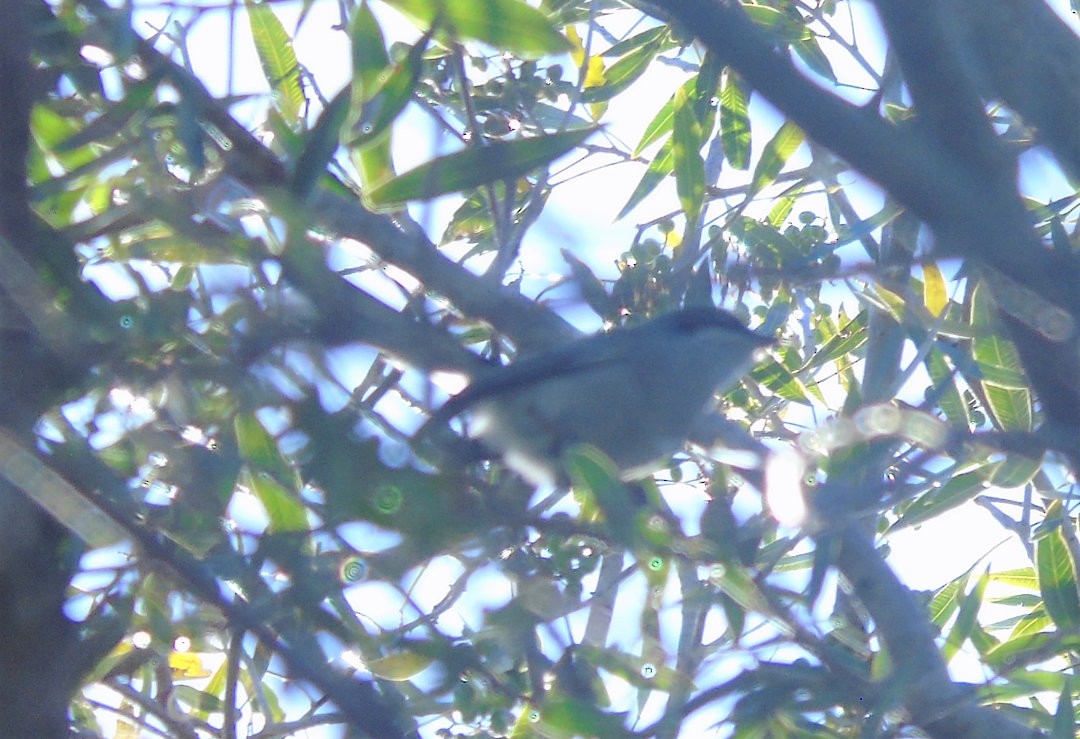Masked Gnatcatcher - ML642832118