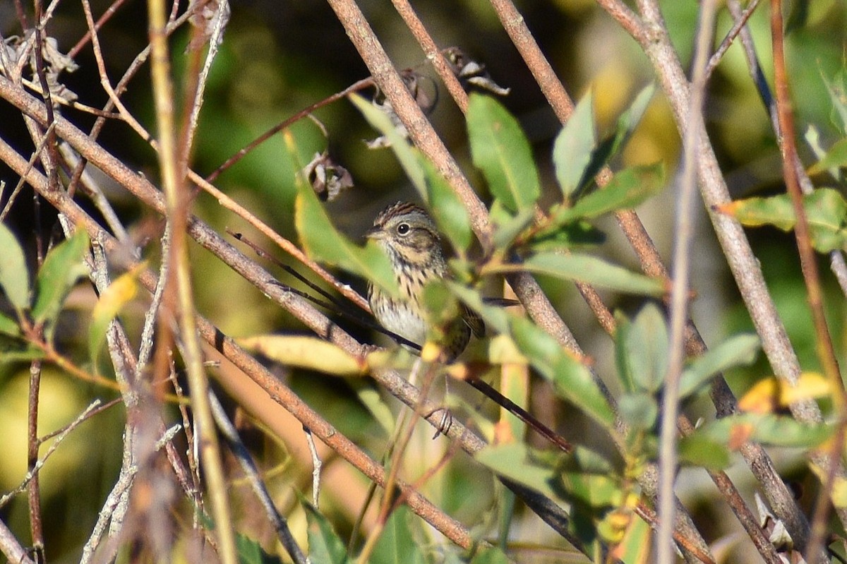 Lincoln's Sparrow - ML642832121