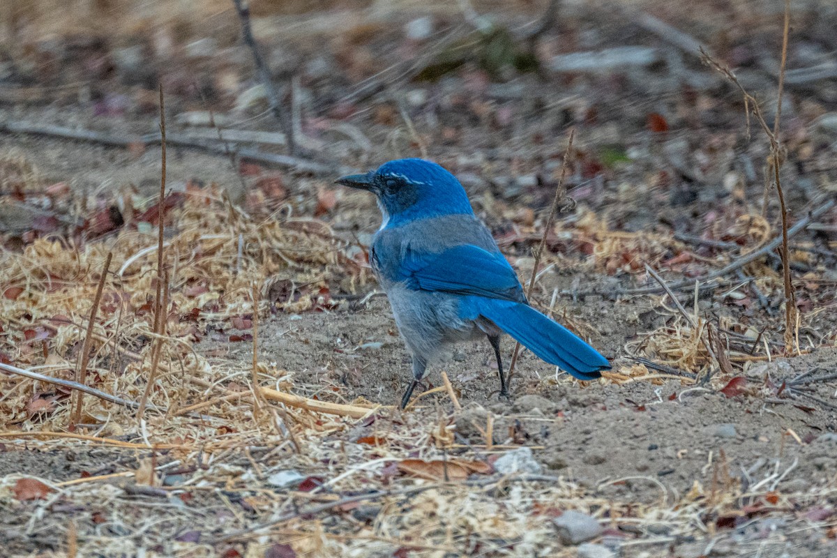 California Scrub-Jay - ML642832122