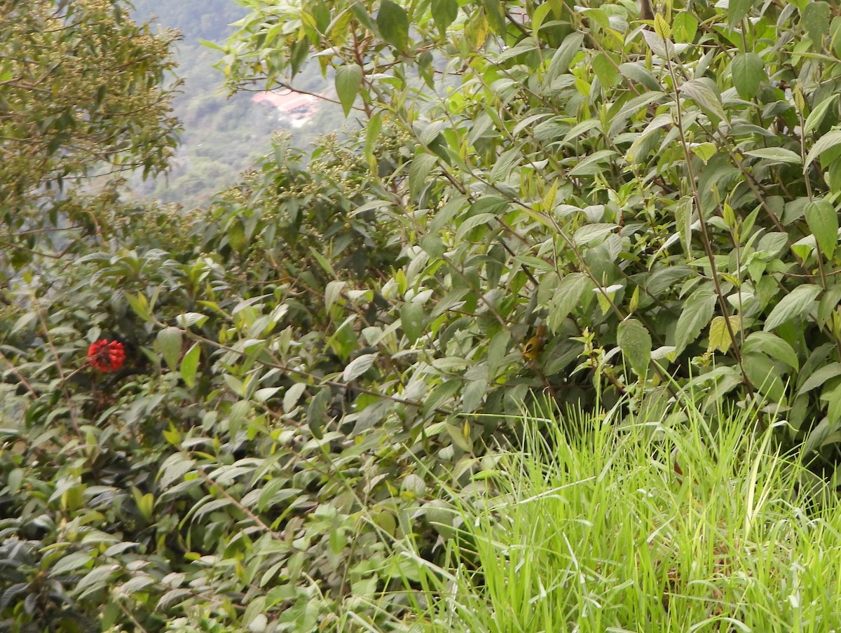 Black-crested Warbler - ML642832123