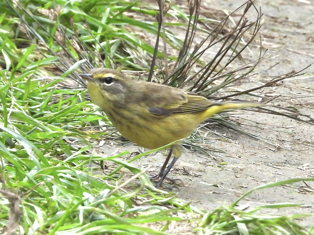 Palm Warbler - ML642832125