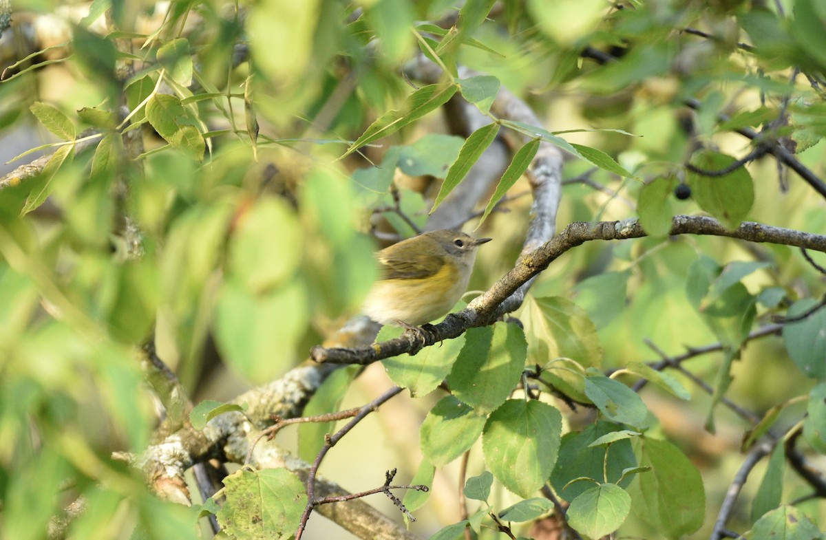 American Redstart - ML642832126