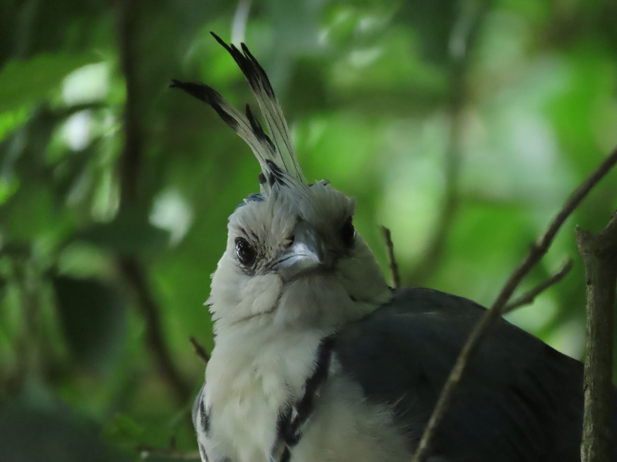 White-throated Magpie-Jay - ML642832129