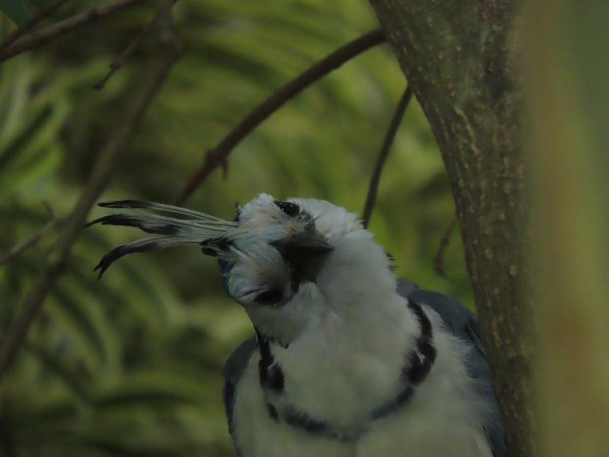White-throated Magpie-Jay - ML642832130