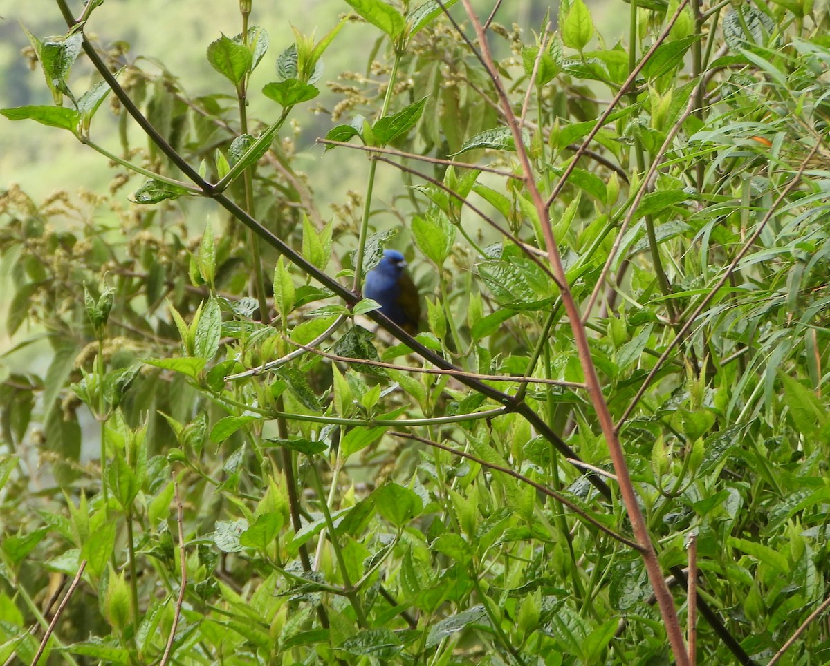 Blue-capped Tanager - ML642832133