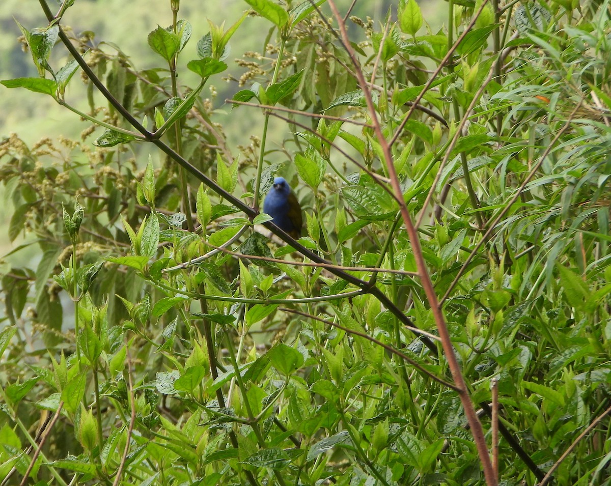 Blue-capped Tanager - ML642832134