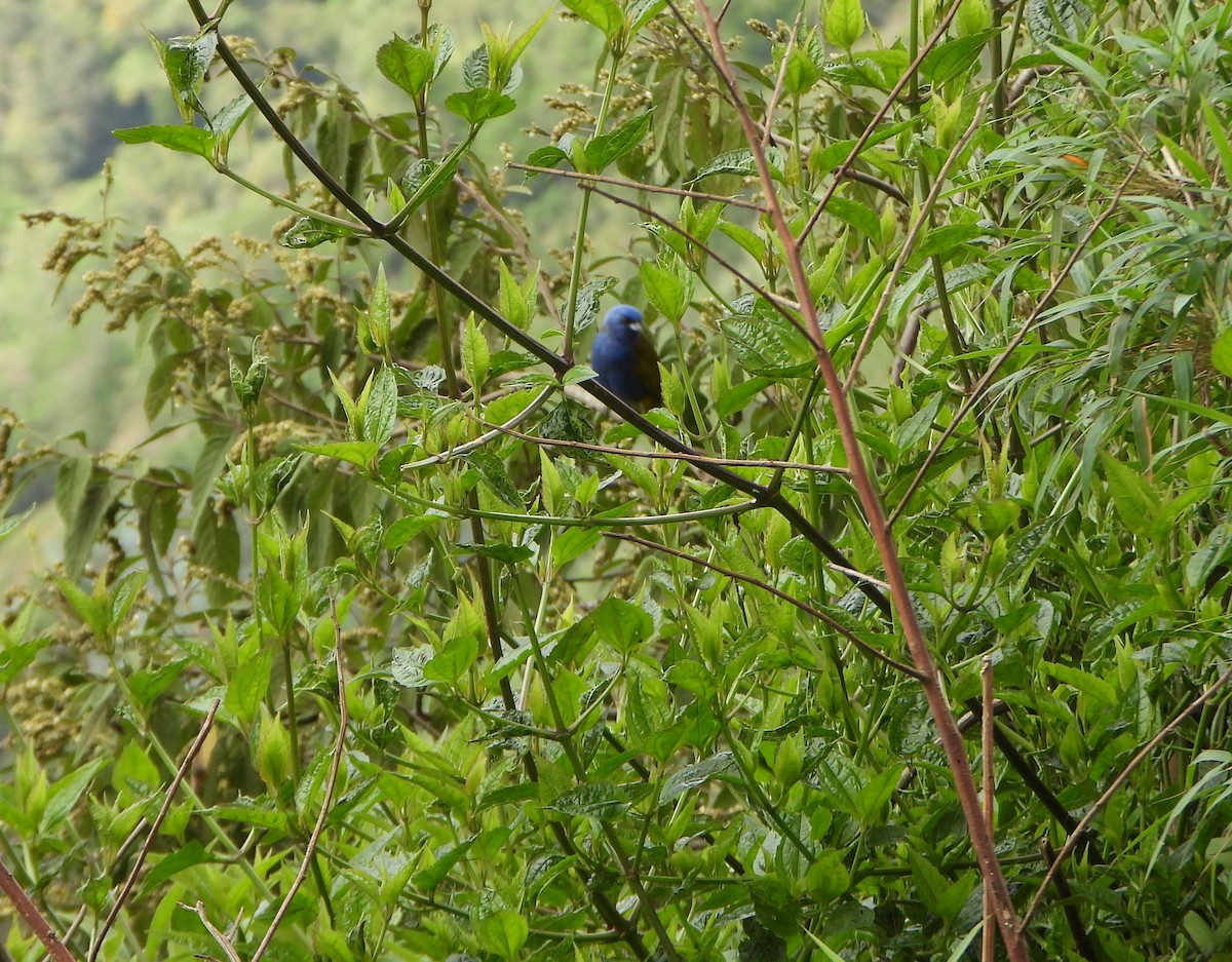 Blue-capped Tanager - ML642832135