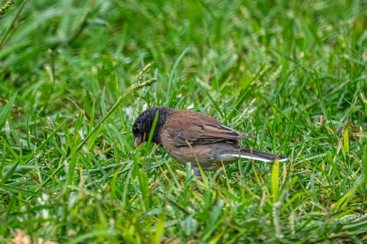 Dark-eyed Junco - ML642832136