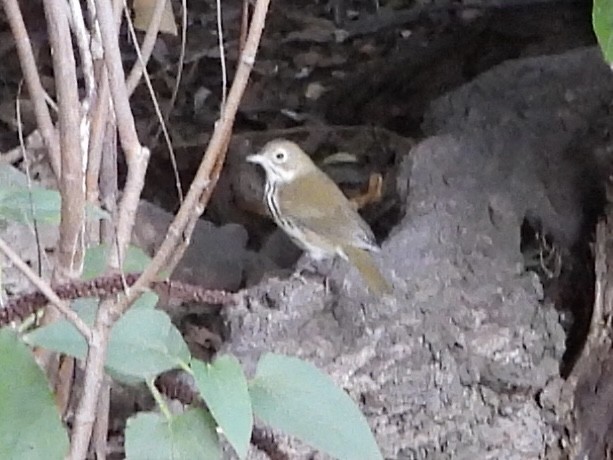 Ovenbird - ML642832140