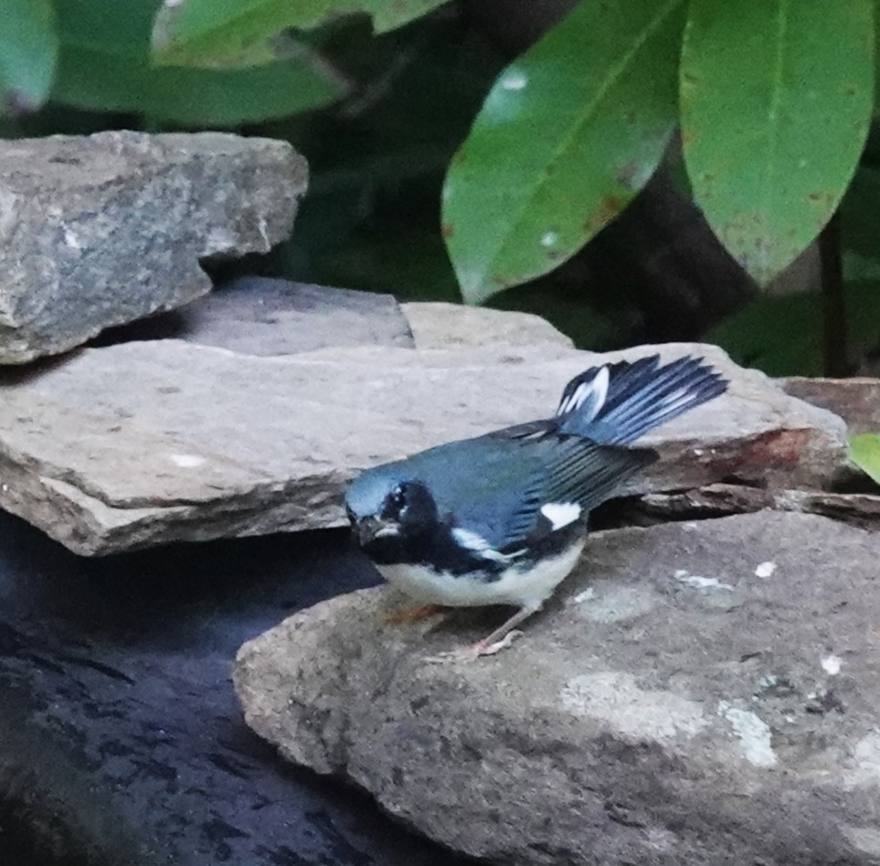 Black-throated Blue Warbler - ML642832141