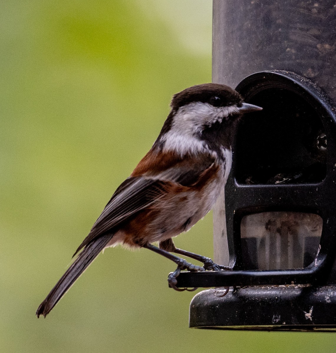 Chestnut-backed Chickadee - ML642832142