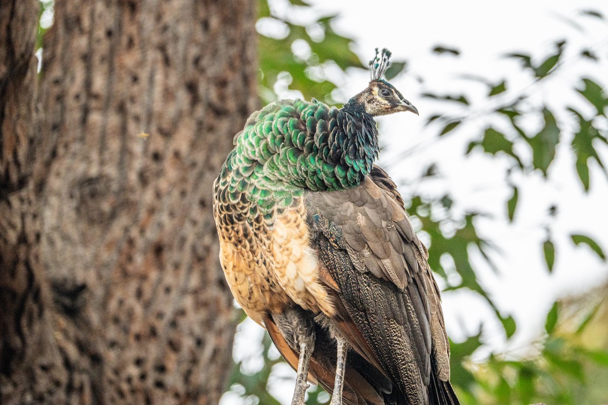Indian Peafowl (Domestic type) - ML642832145