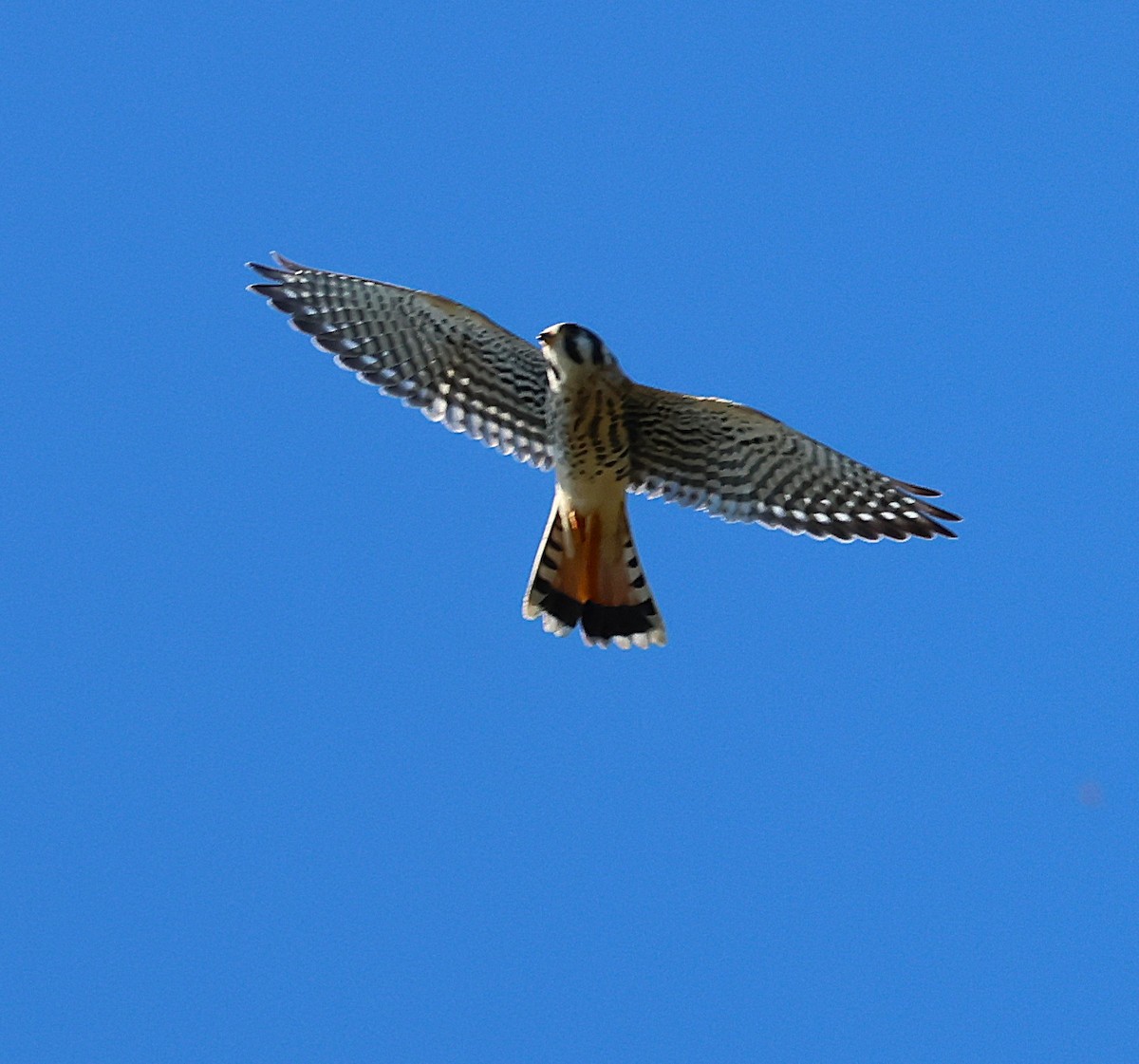American Kestrel - ML642832147