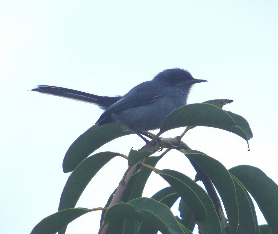 Masked Gnatcatcher - ML642832150
