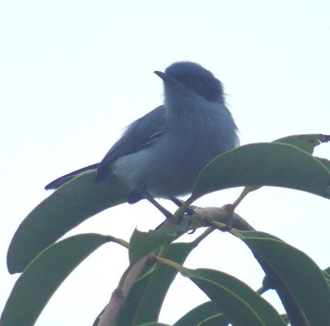 Masked Gnatcatcher - ML642832151