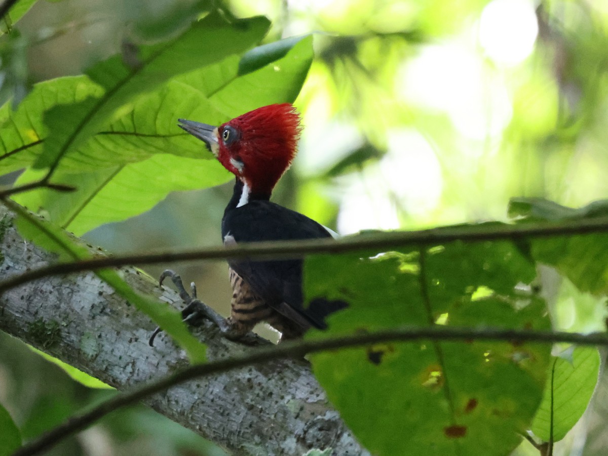 Crimson-crested Woodpecker - ML642832155