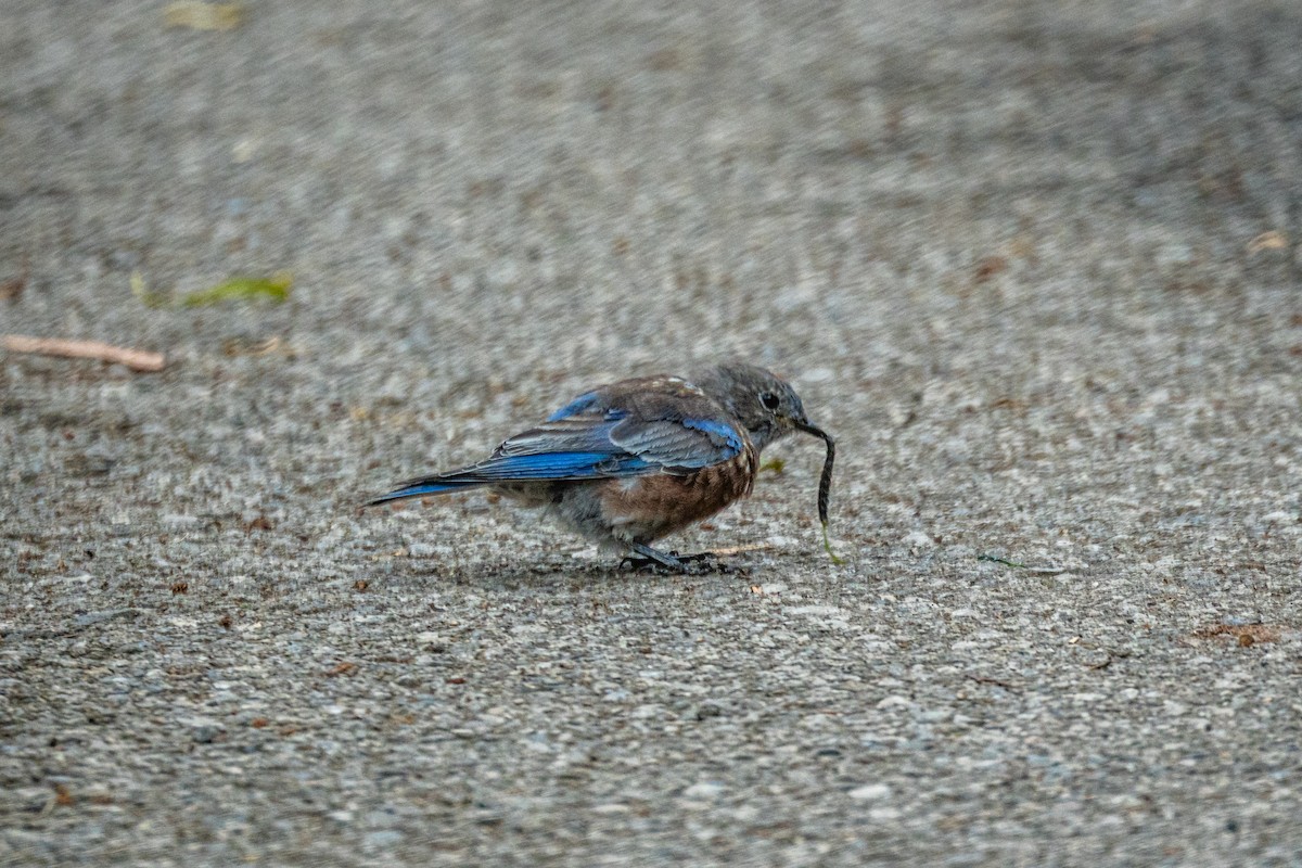 Western Bluebird - ML642832163