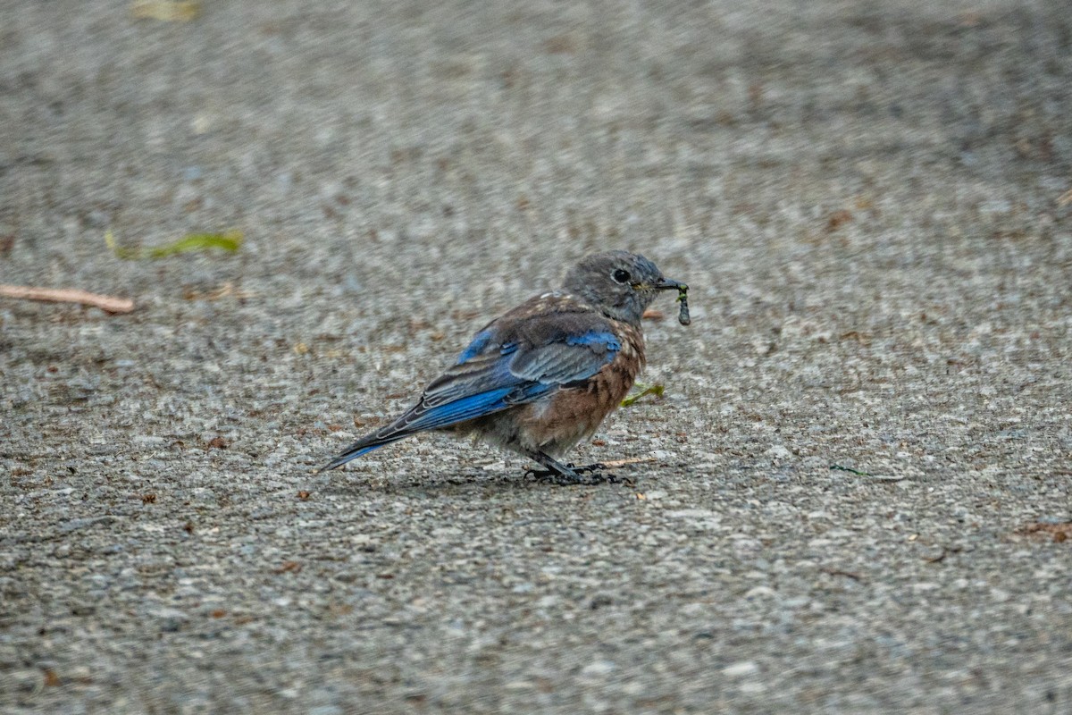 Western Bluebird - ML642832164