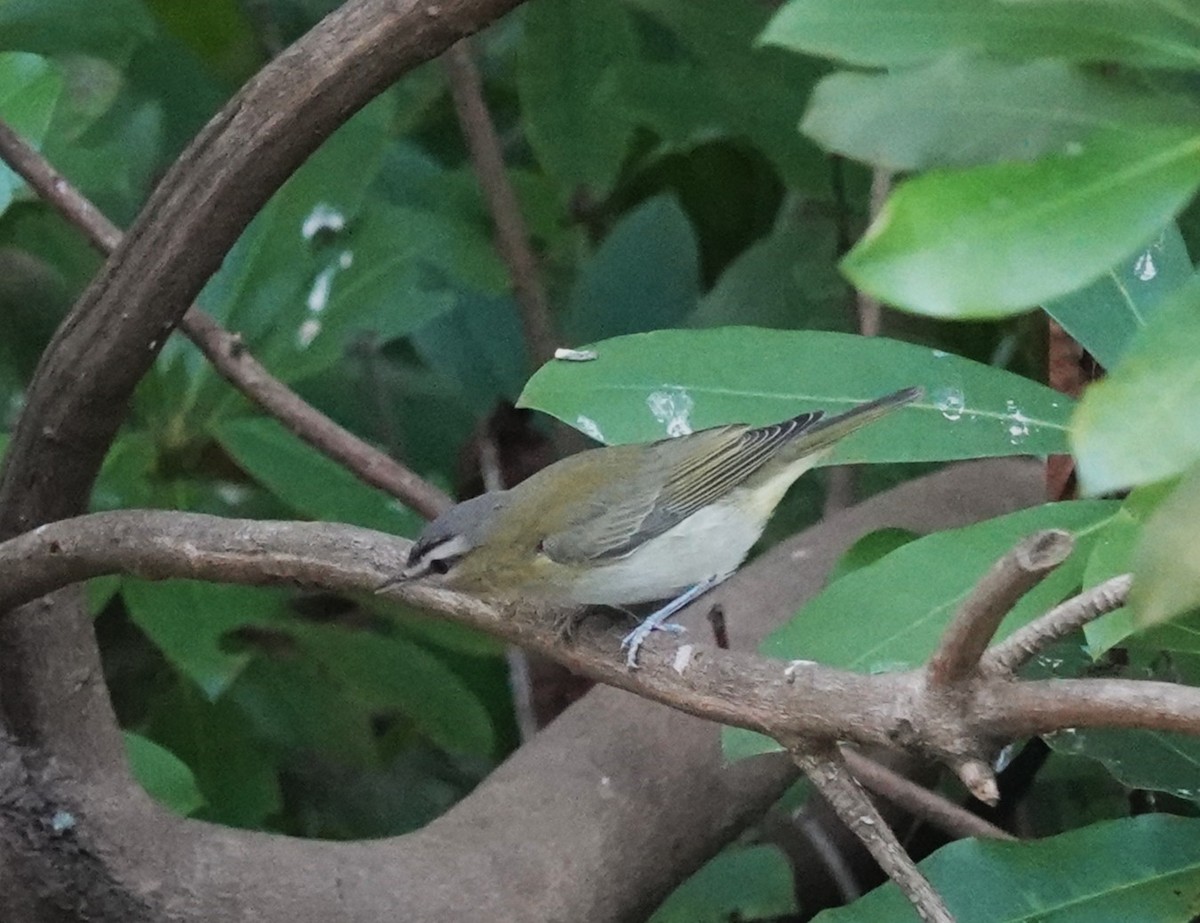 アカメモズモドキ - ML642832165