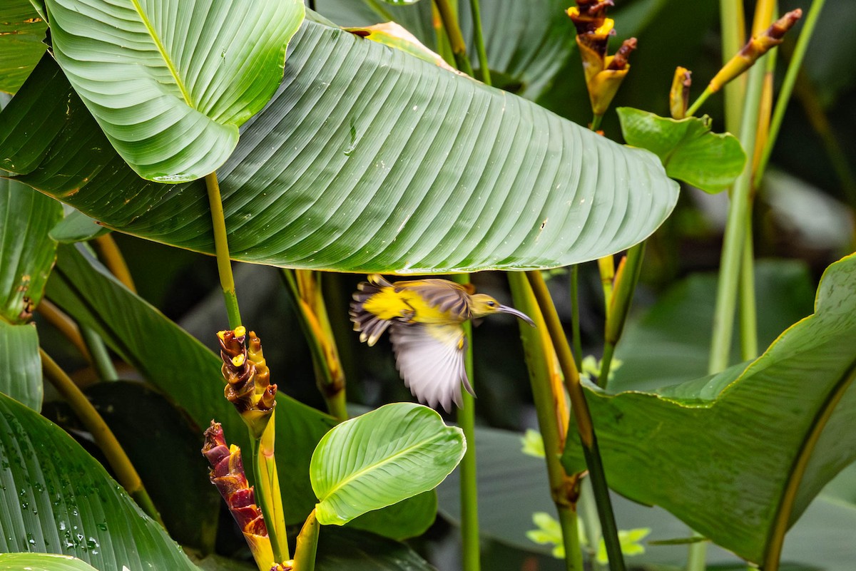 Little Spiderhunter - ML642832166