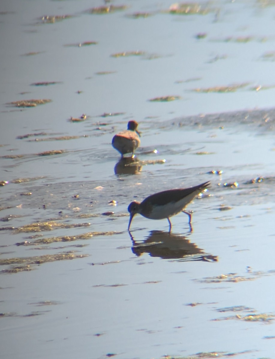 Solitary Sandpiper - ML642832176