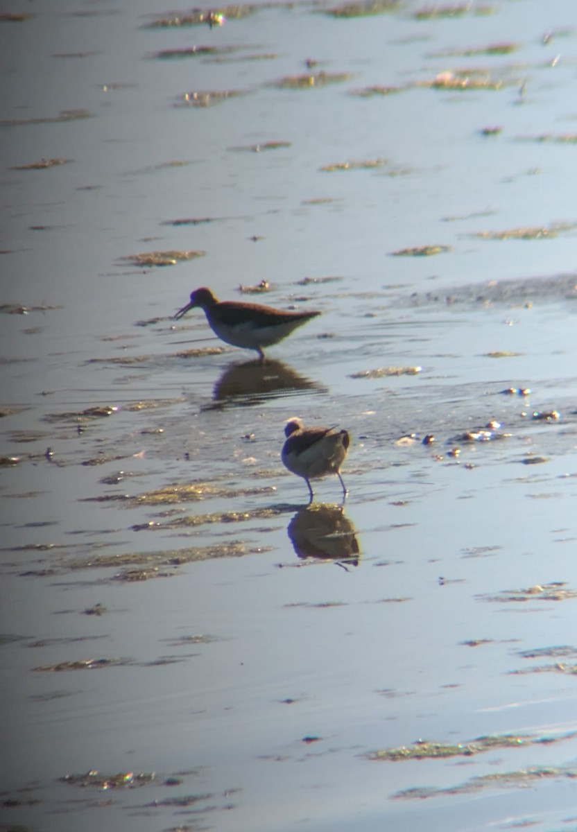 Solitary Sandpiper - ML642832179