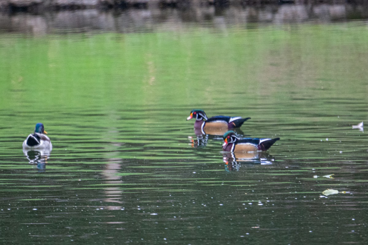 Wood Duck - ML642832181