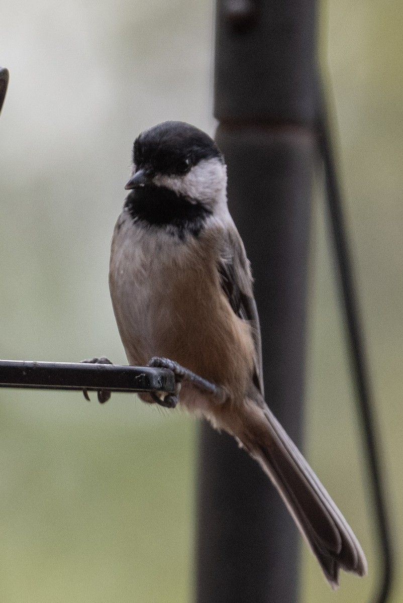 Black-capped Chickadee - ML642832184