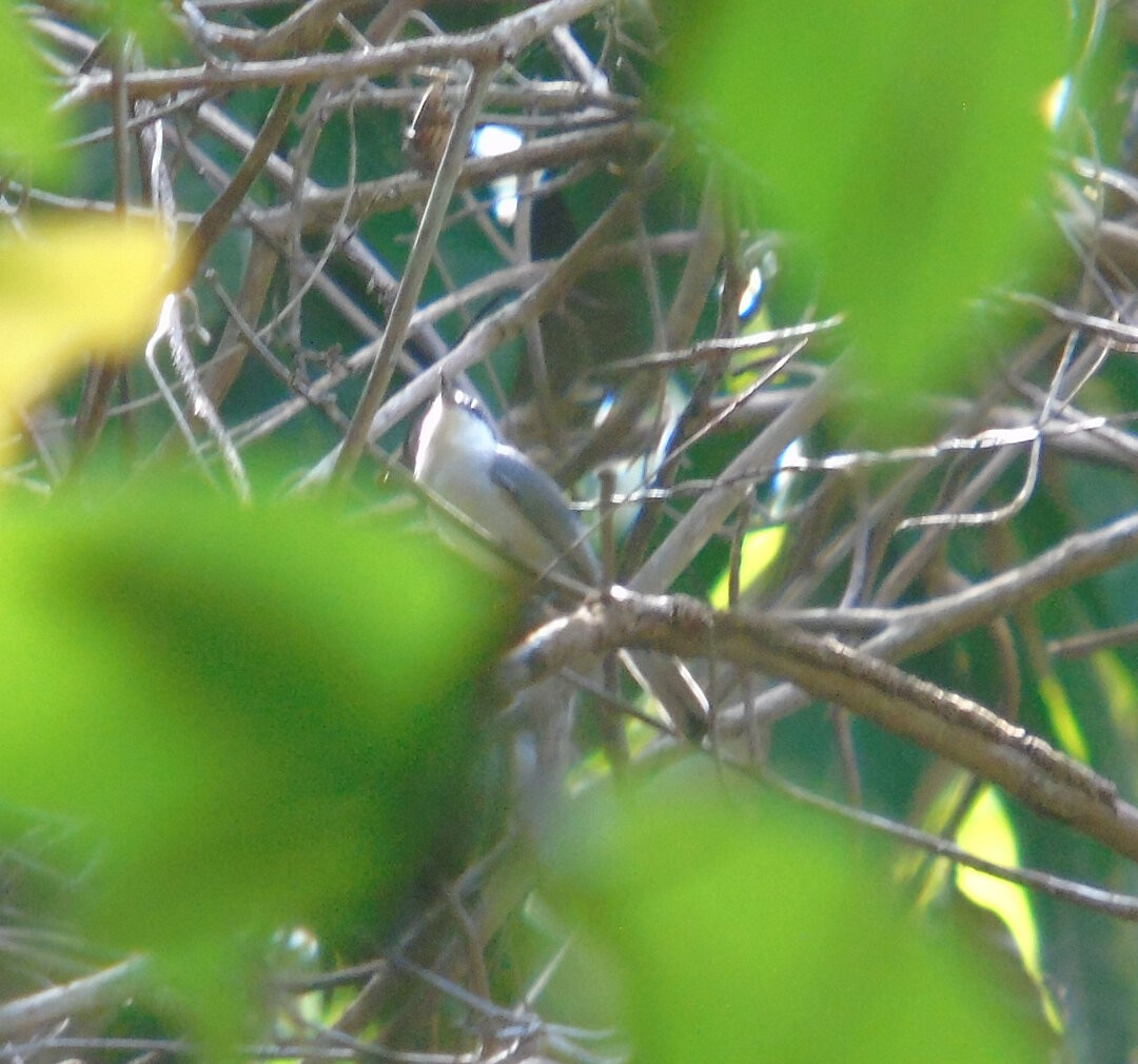 カオジロブユムシクイ（atricapilla） - ML642832186