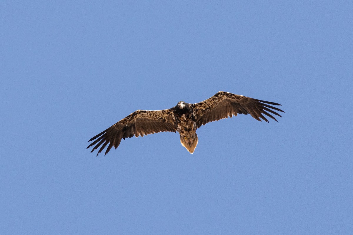 sup mrchožravý - ML642832189