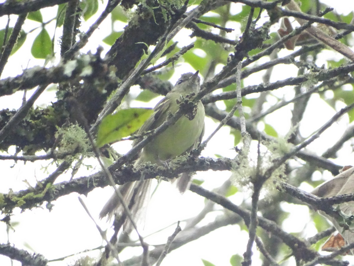 Mottle-cheeked Tyrannulet - ML642832190