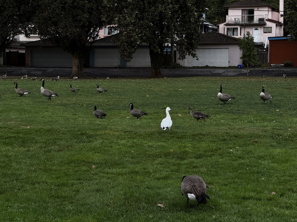 Greater White-fronted Goose - ML642832200
