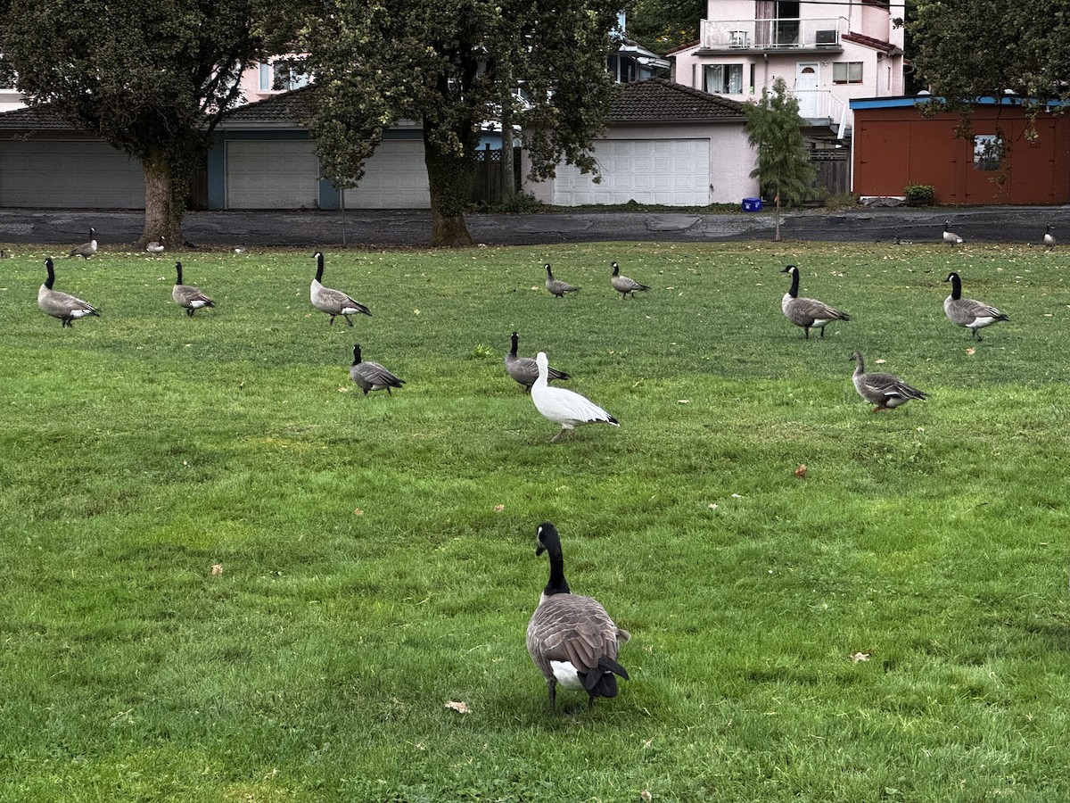 Greater White-fronted Goose - ML642832201
