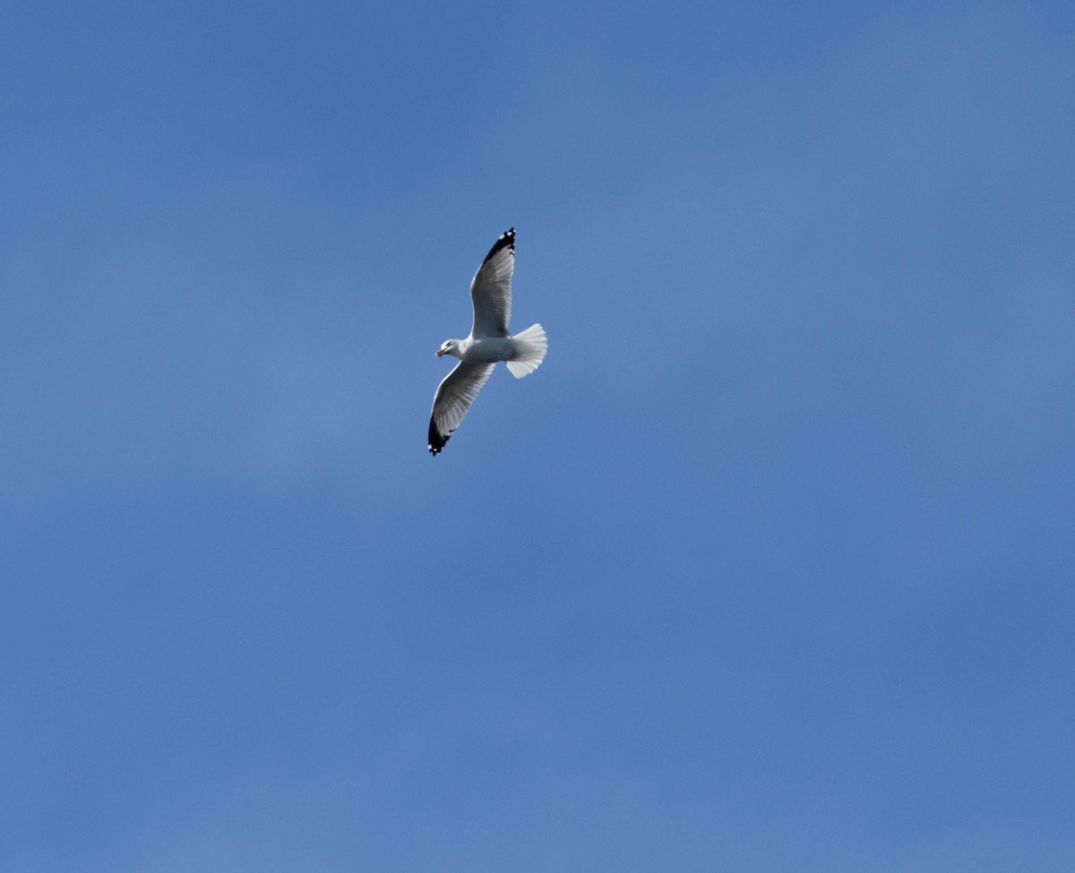 Ring-billed Gull - ML642832209