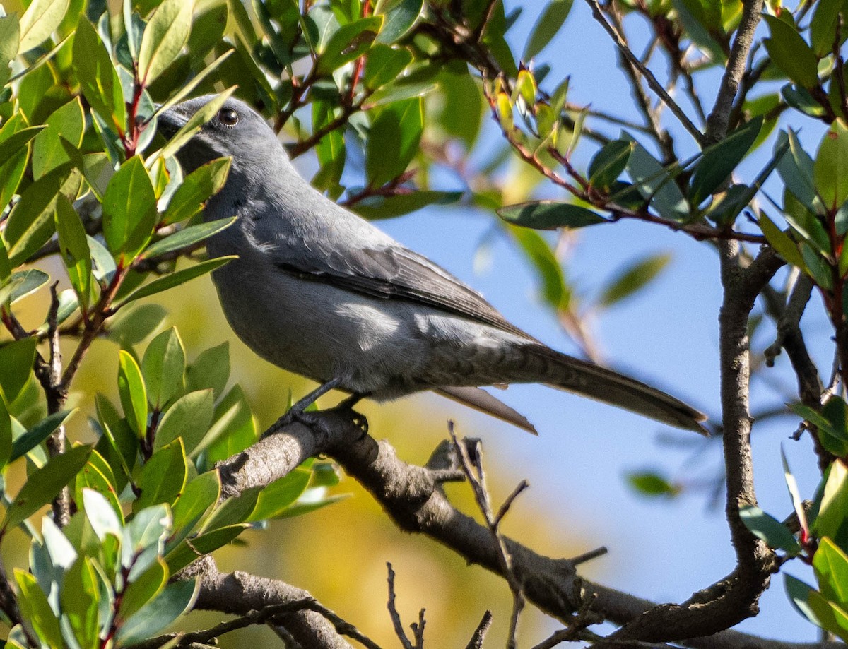 Sunda Cuckooshrike - ML642832210