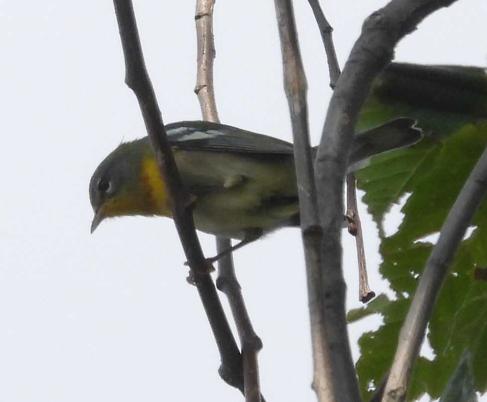 Northern Parula - ML642832211